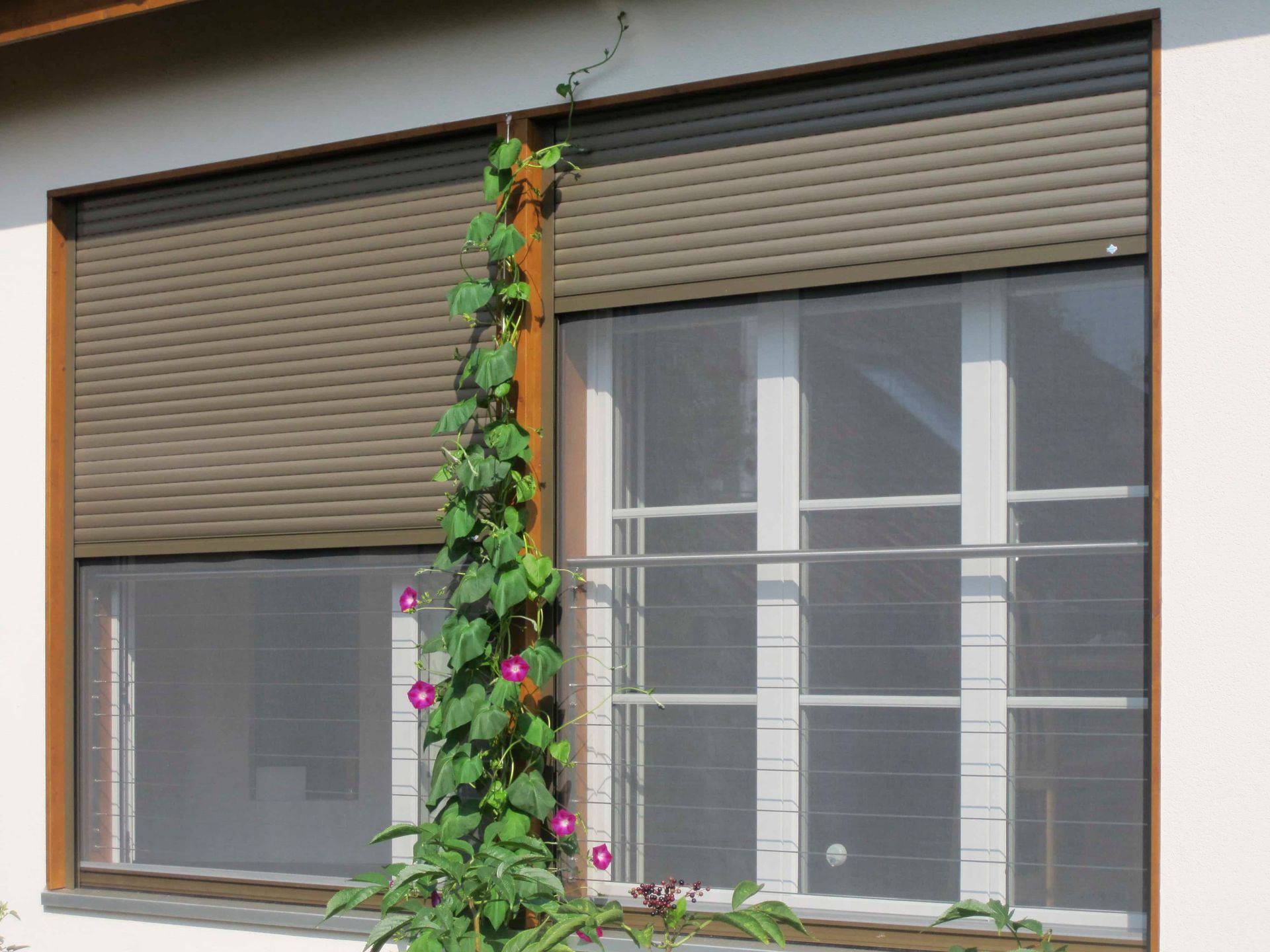 Une fenêtre avec un écran et une plante qui pousse à l'extérieur