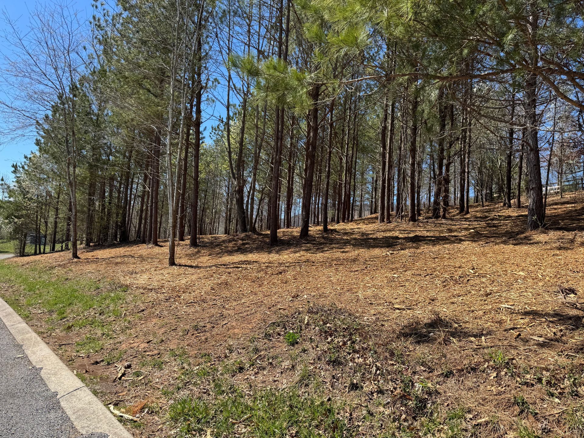 There is a lot of trees in the background and a road in the foreground.