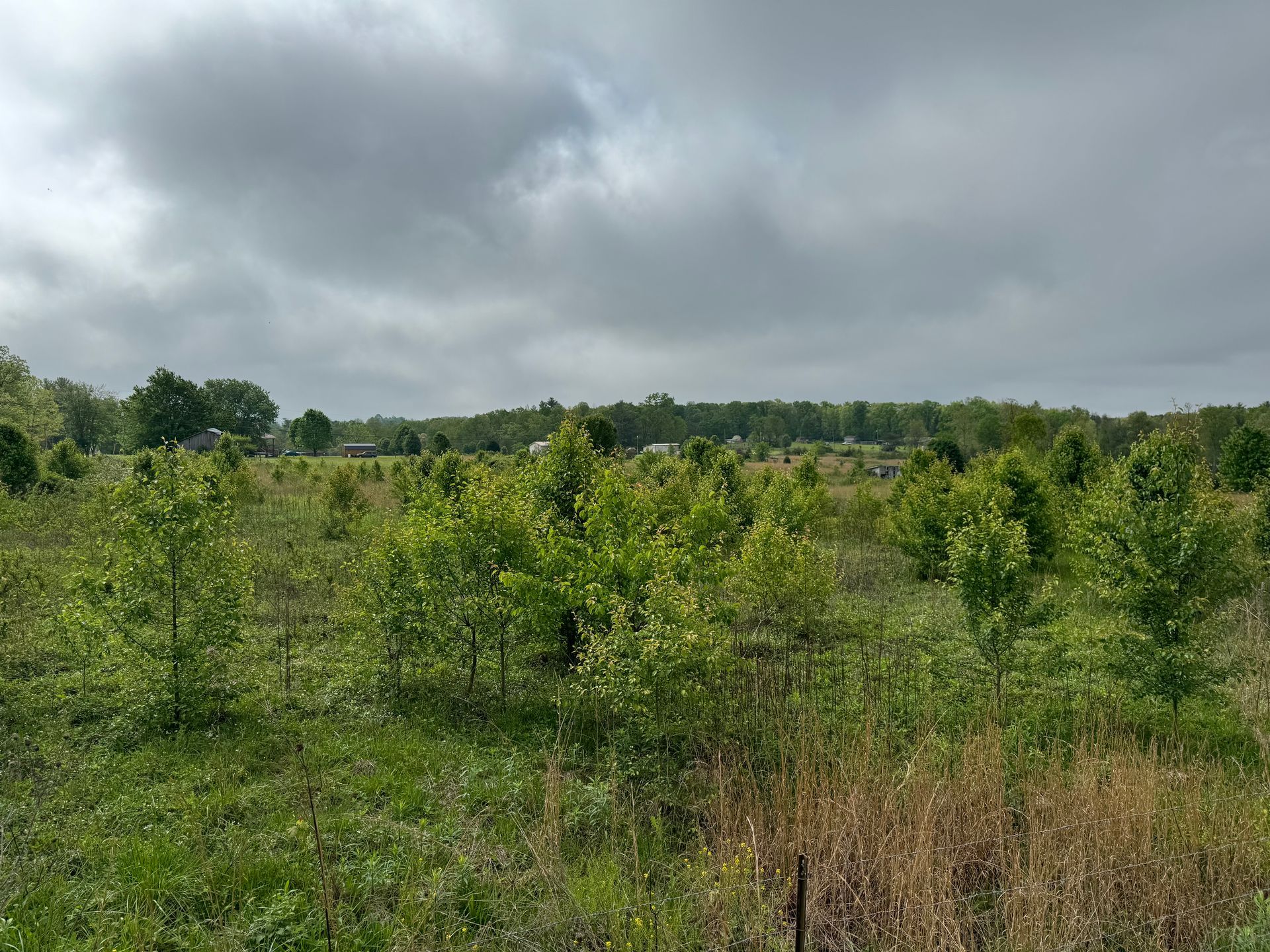 A field of trees with a cloudy sky in the background.