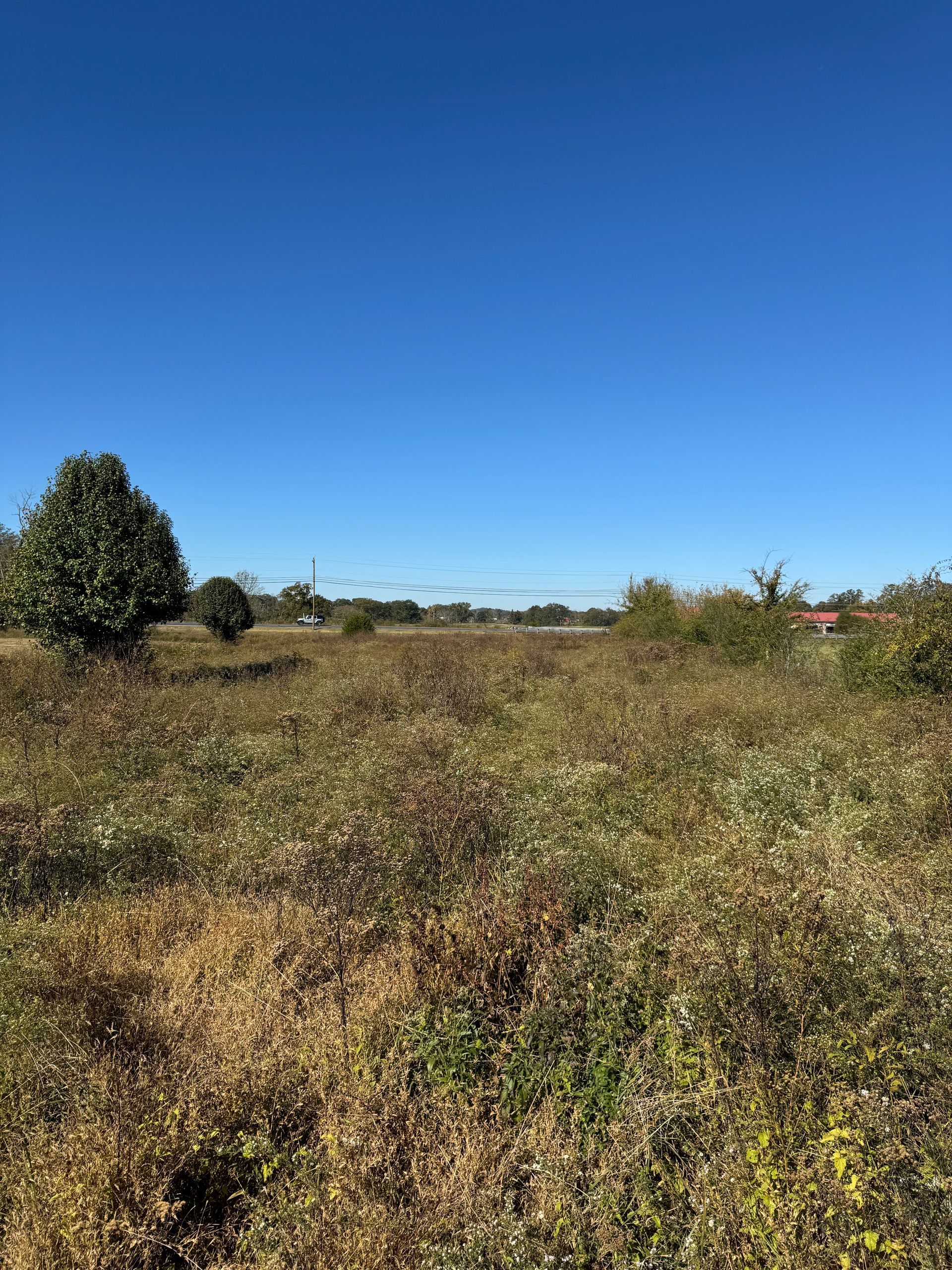 A field of tall grass and trees with a blue sky in the background.