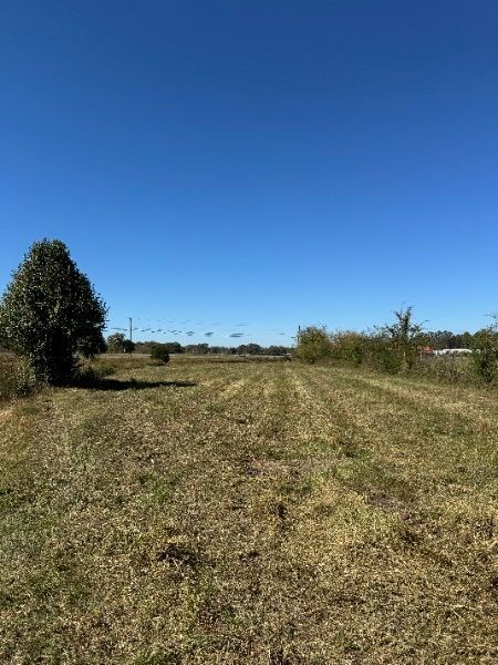 There is a tree in the middle of the field.