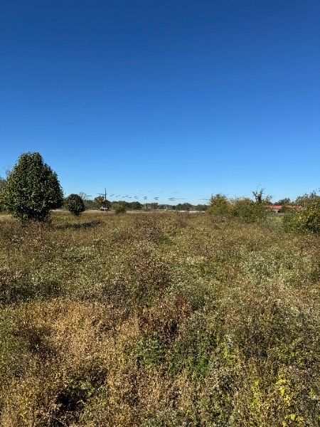 A field of grass and trees with a blue sky in the background.