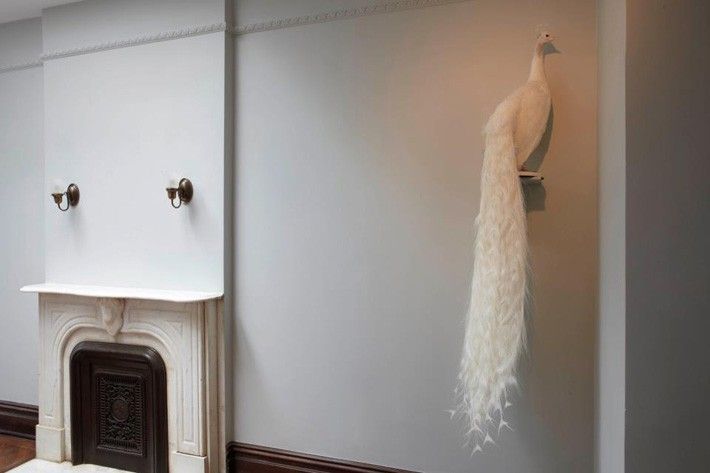 GALLERY FOUR - albino peacock