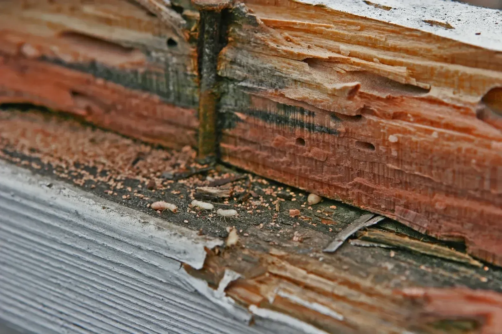 A close up of a piece of wood with a nail sticking out of it.