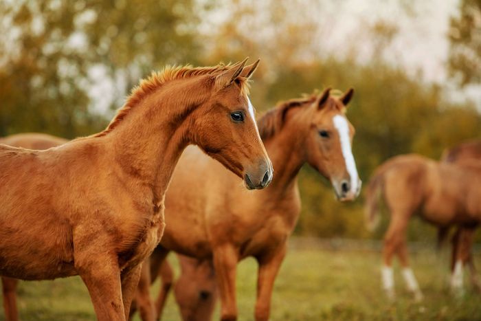 Ein fuchsfarbenes Fohlen und eine Stute stehen auf einer Pferdeweide und spitzen die Ohren