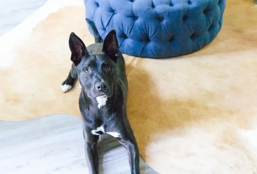 A black and white dog is laying on a rug next to a blue ottoman.