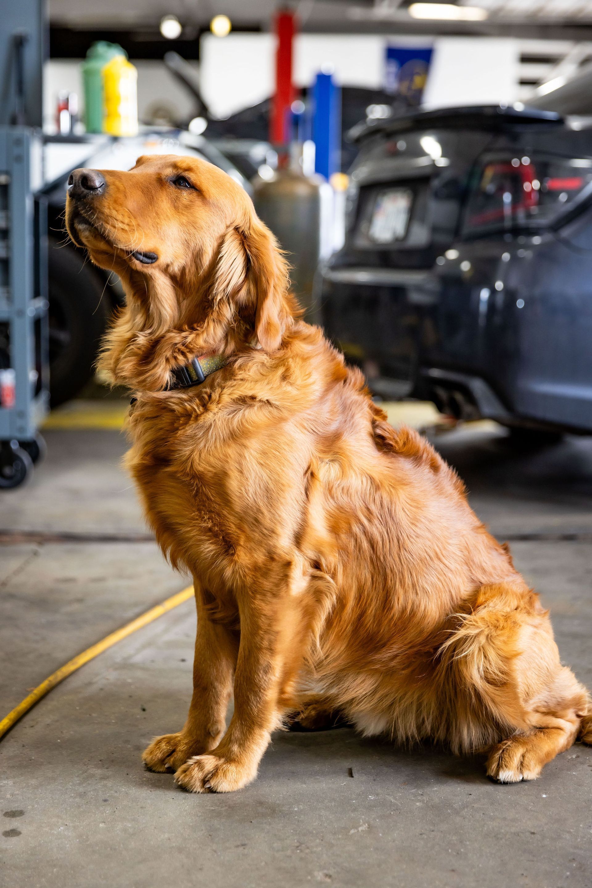 Golden retriever sits in a garage, looking upwards. Cars and equipment are in the background. | Flatout Automotive
