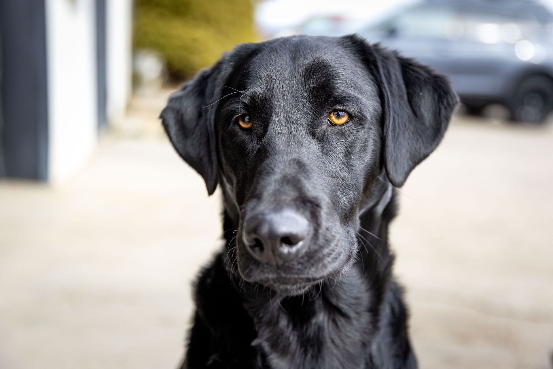 Black Labrador dog with brown eyes looking at the camera outdoors, with a blurred background.| Flatout Automotive