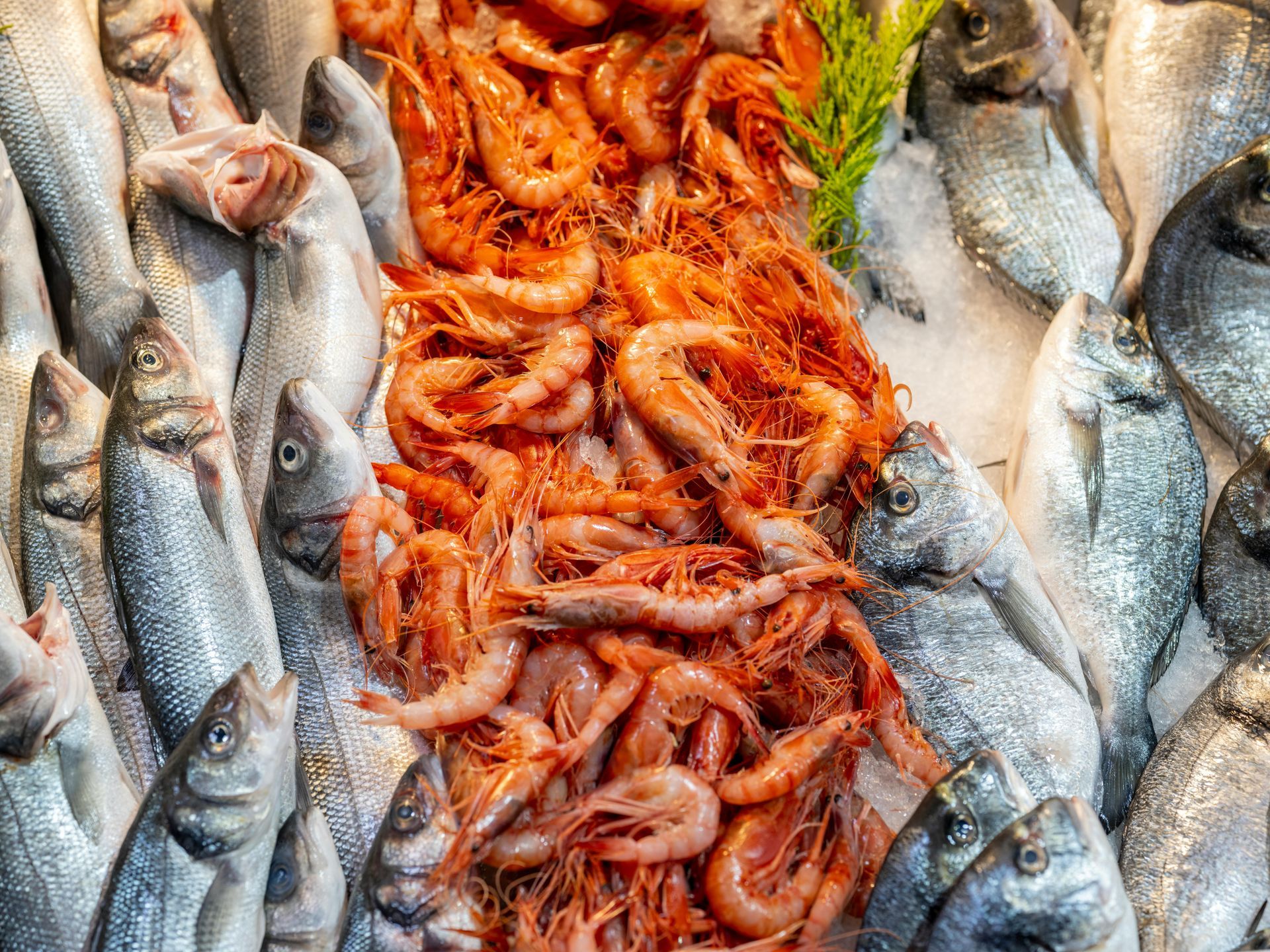 Fresh Fish and Seafood