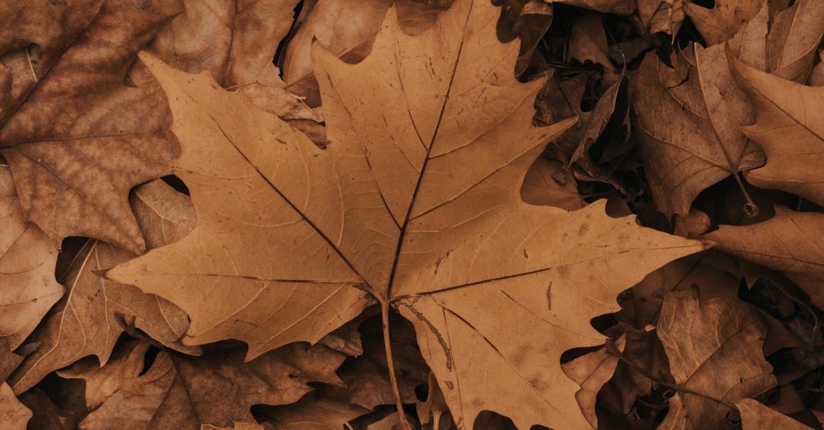 Fall Leaf Removal Service