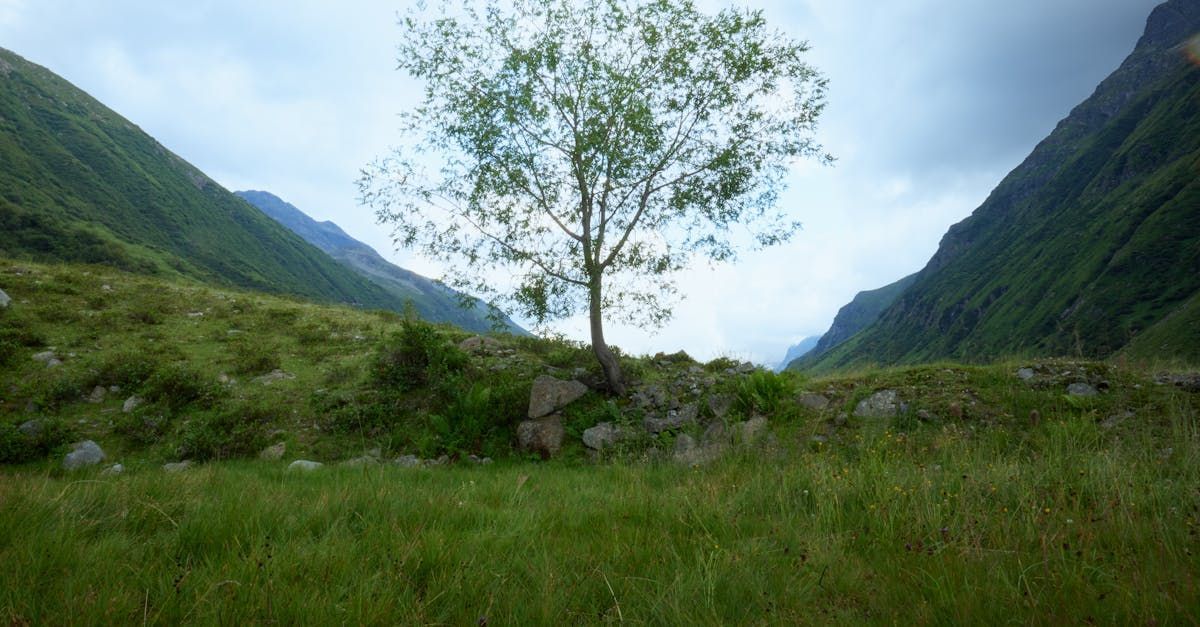 Tree Transplanting
