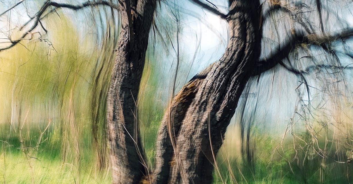 Dead Limb Removal