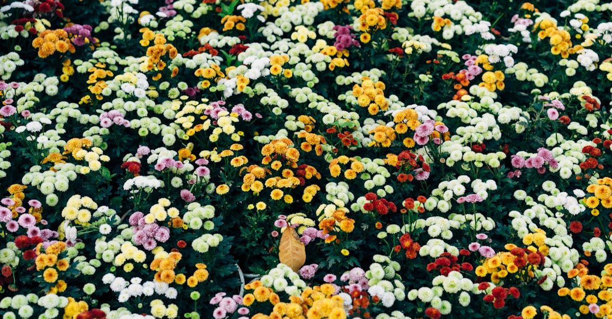 Flower Planting/Transplanting/Removal