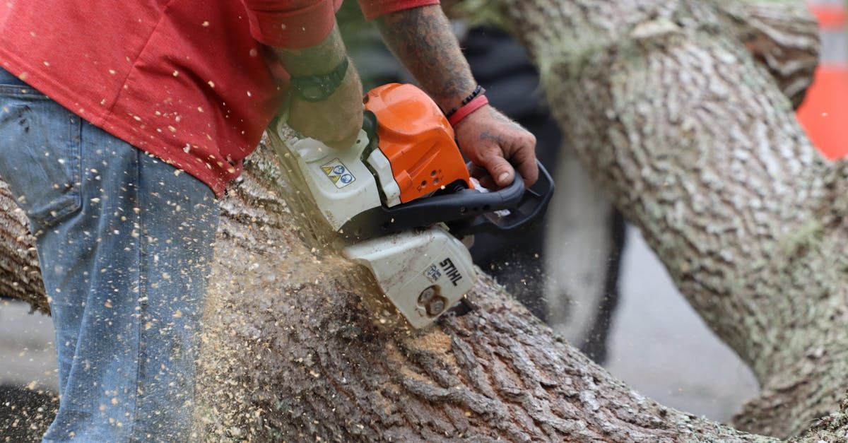 Fallen Tree/Debris Removal