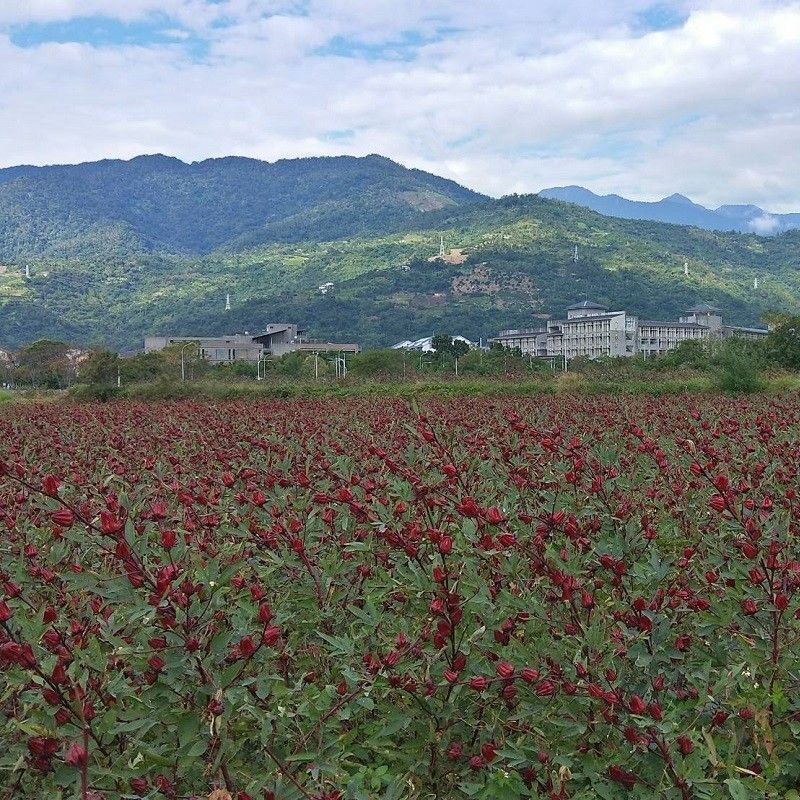 【台東地區農會】冰釀洛神菓蜜300g*40包/箱
