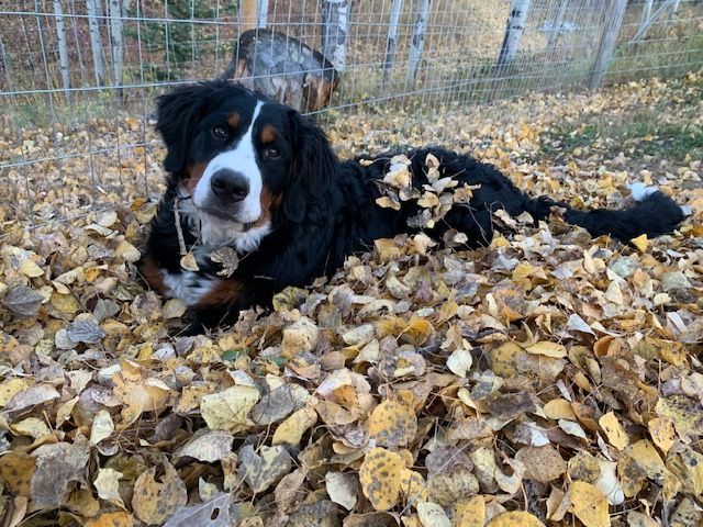 Snowbern Bernese
