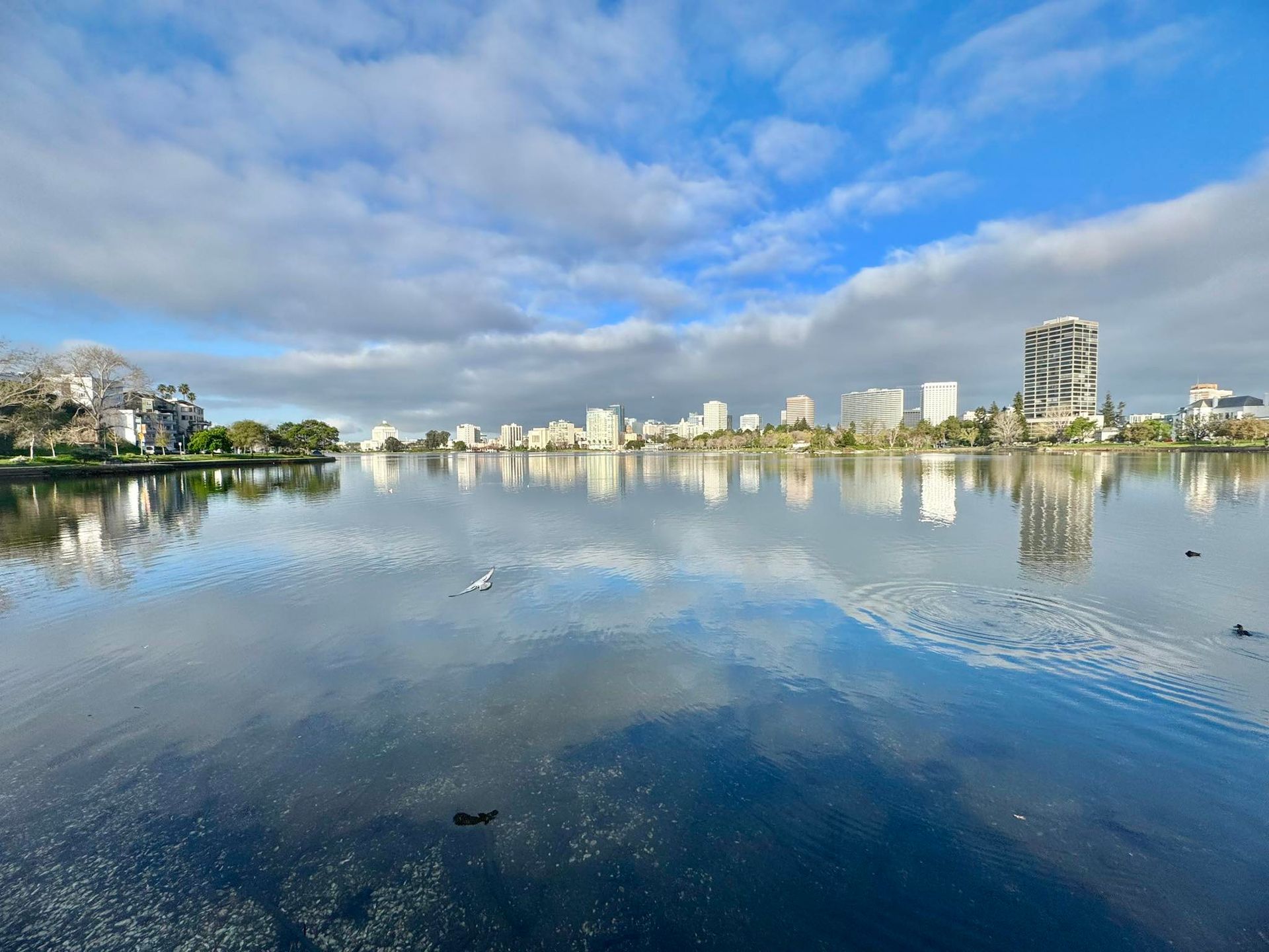 Picture of Oakland From Lake Merritt - Brian A. Ripley