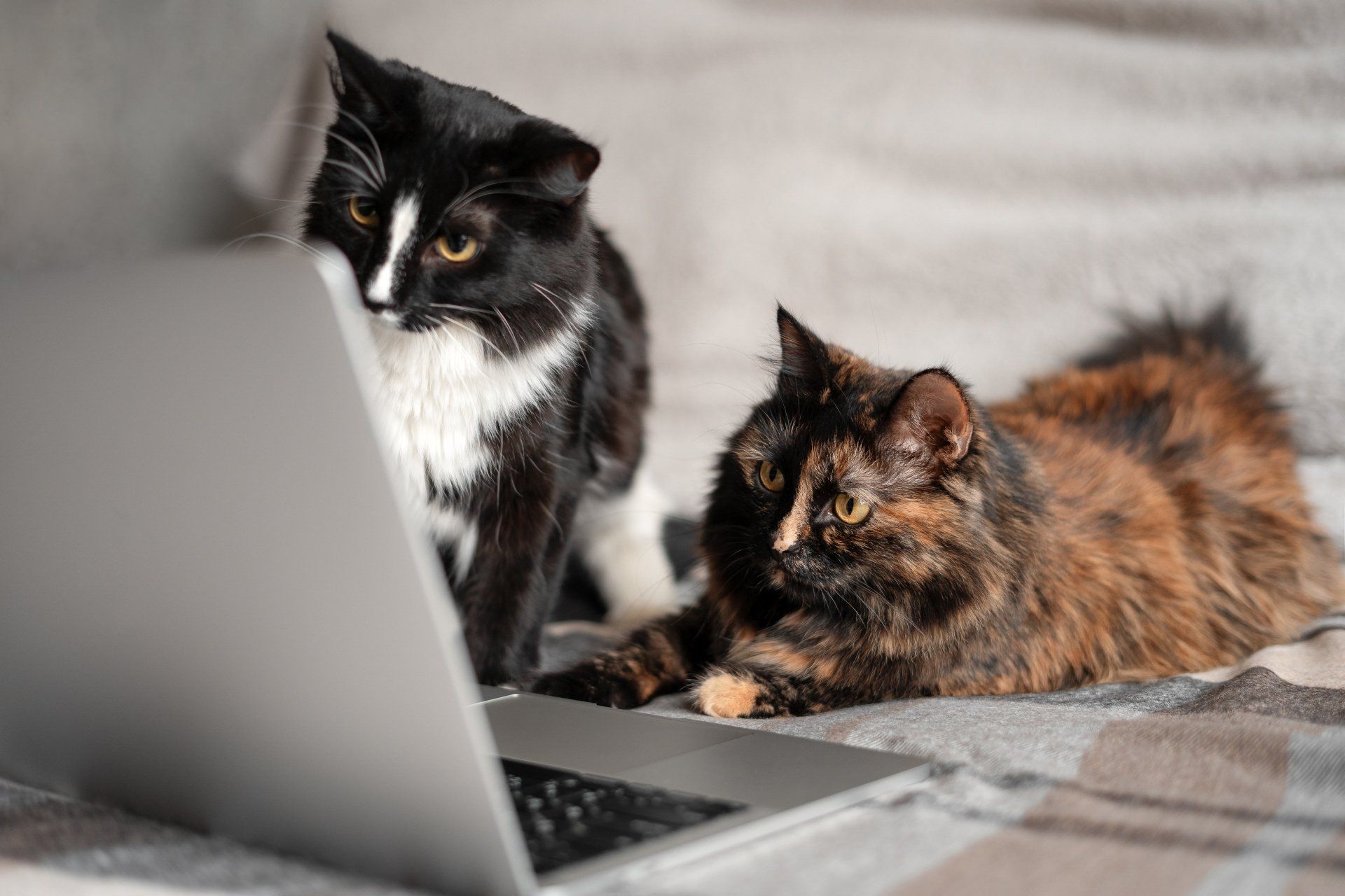 Two cats lying in front of the laptop and looking at the screen