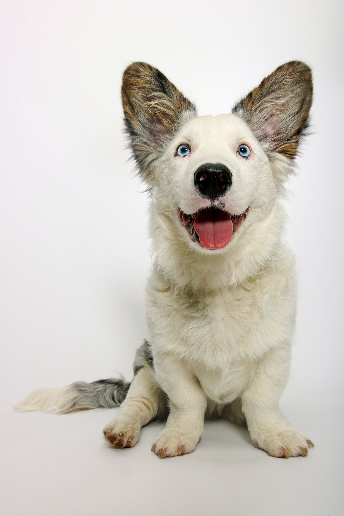 A white dog with blue eyes is sitting on a white surface and smiling.
