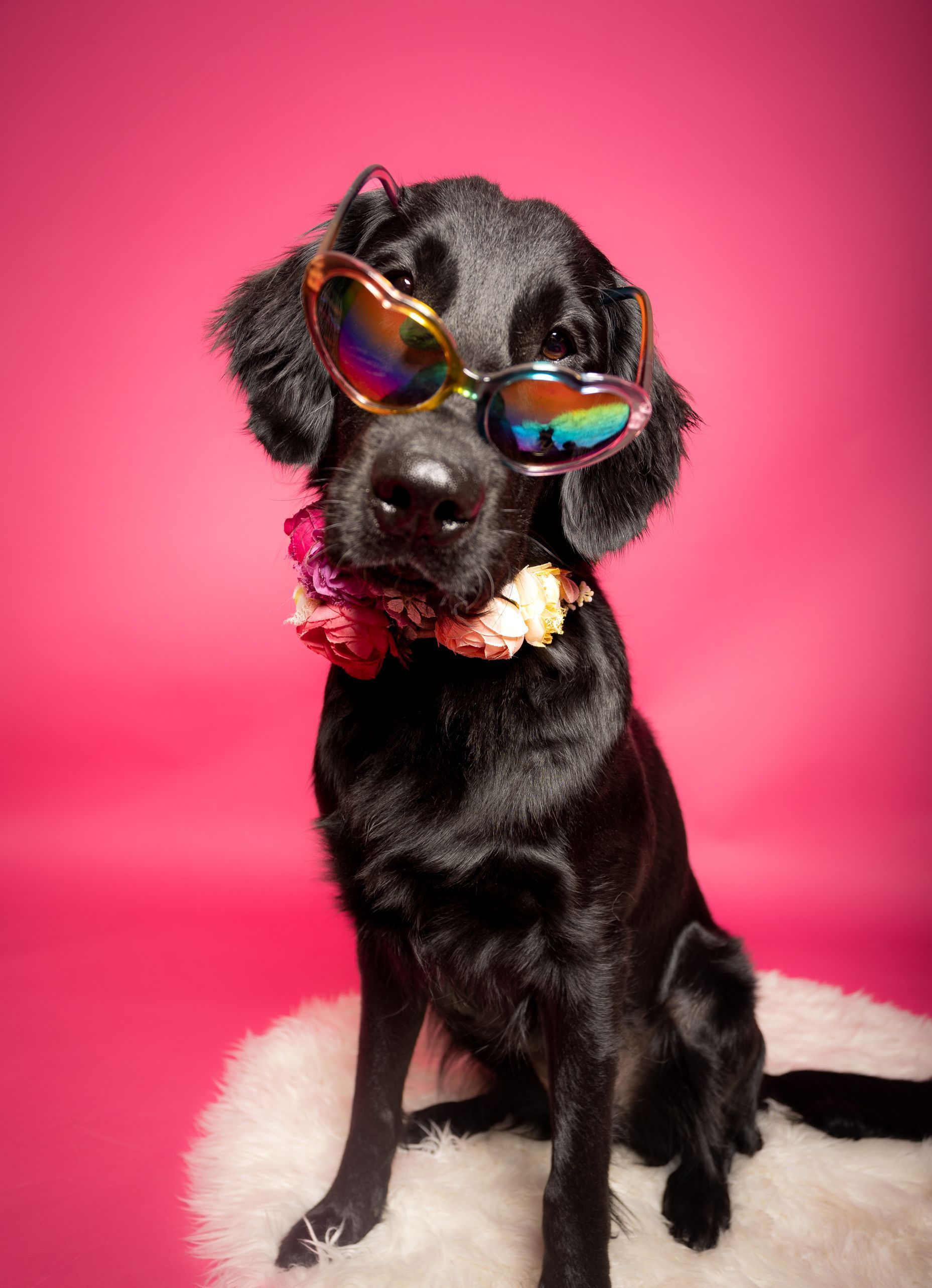 A black flatcoated retriever dog wearing sunglasses and on a pink background