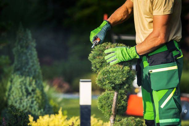 Gardener pruning plant with garden scissors