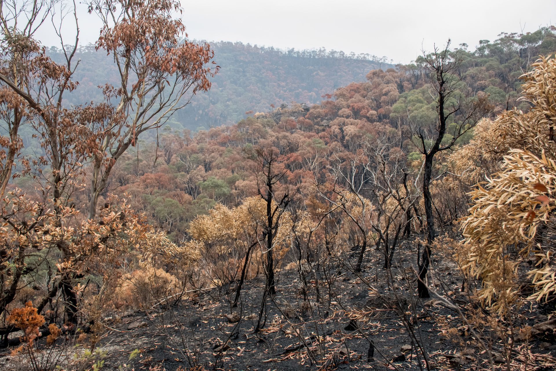 Charred hillside with sparse trees and autumn foliage under a hazy sky
