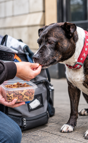 Black-and-white dog eating a treat from a person’s hand beside a container of kibble