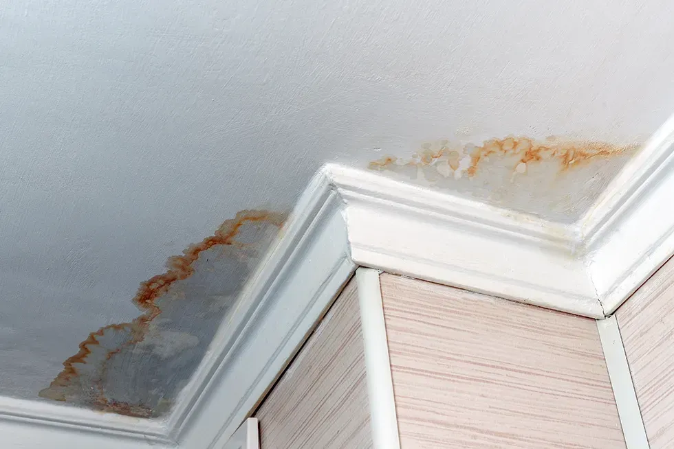 Water damage on a ceiling, causing brown stains near a white crown molding and wall.