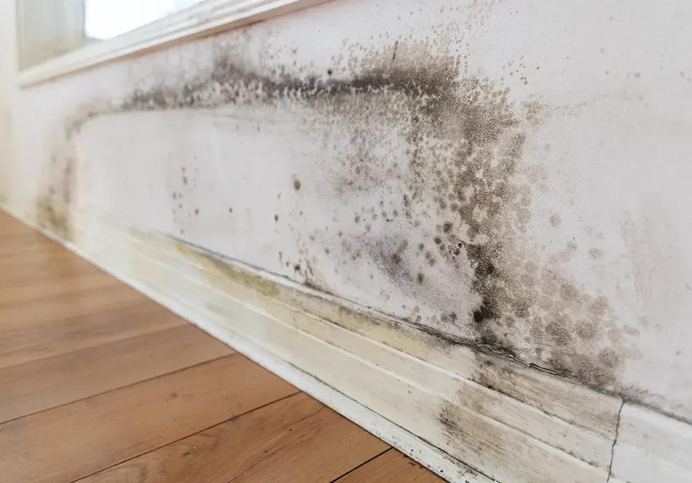 Mold growth on a wall and baseboard, in a room with wooden floors, indicating water damage.