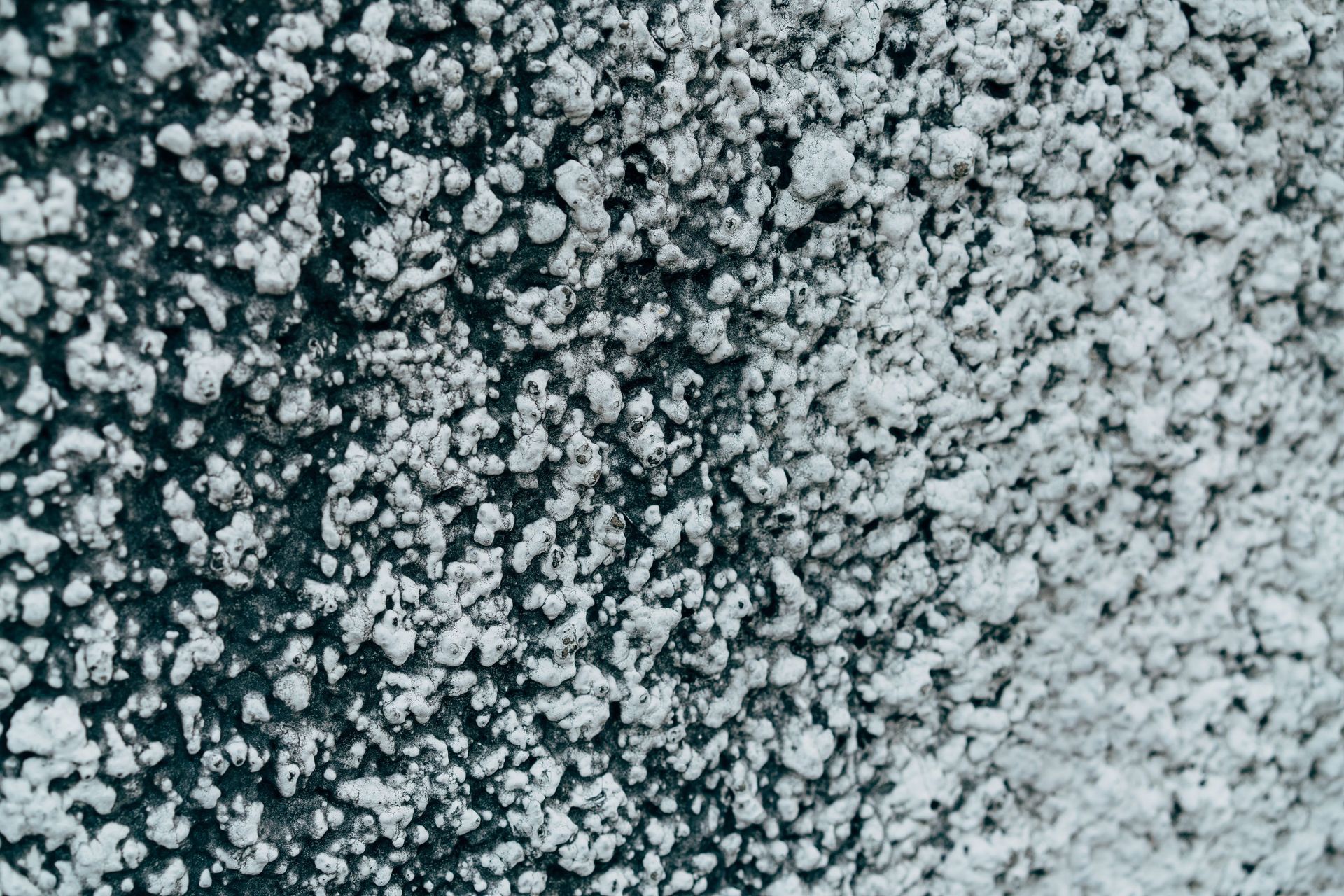 Surface Covered in White Growth