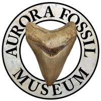 Aurora Fossil Museum NC