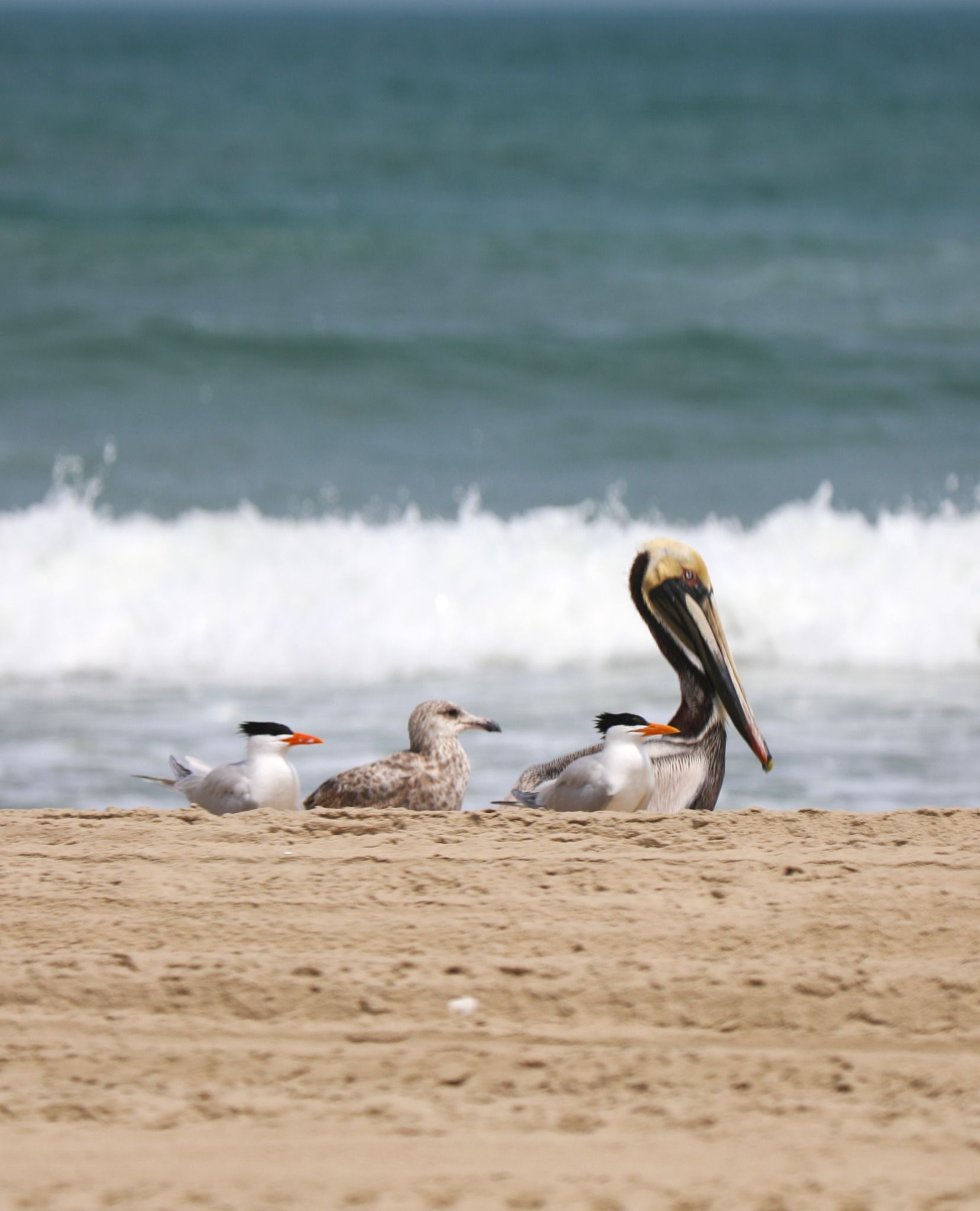 Corolla Pelicans on the beach | Northenr Outer Banks | Historic Albemarle Highway