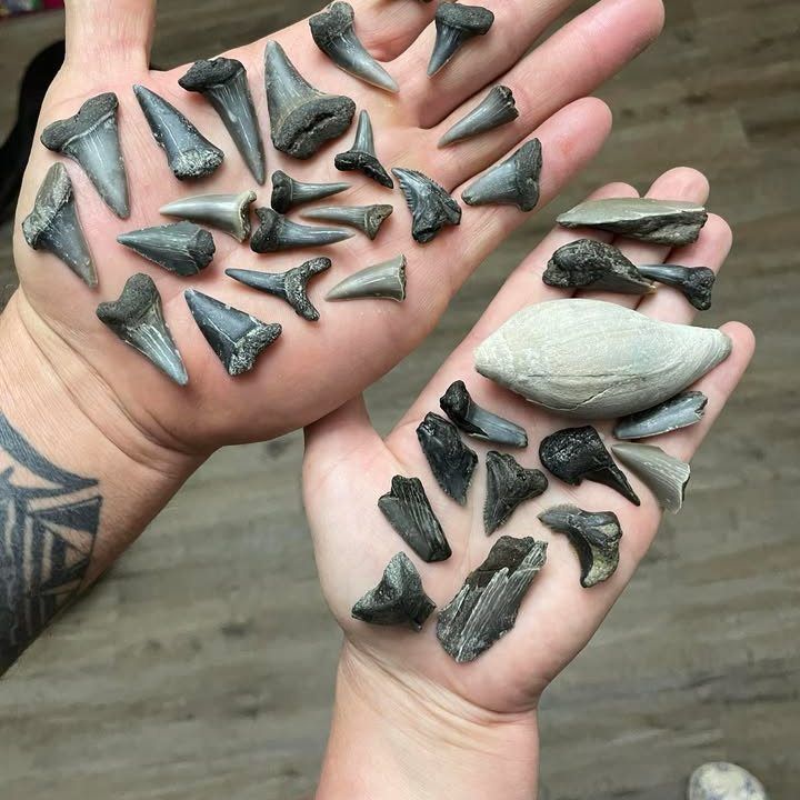 Aurora Fossil Museum Shark Teeth | Historic Albemarle Highway