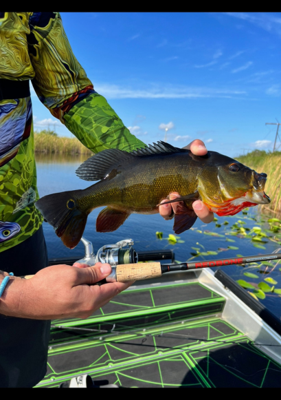 Everglades Peacock Bass Fishing