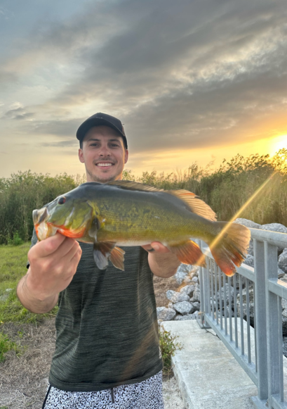 Everglades Peacock Bass Fishing