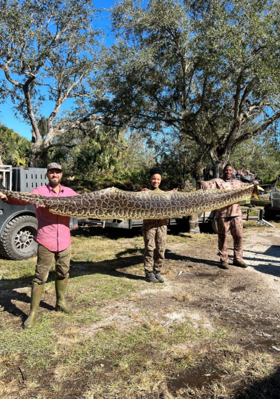 Everglades python skin