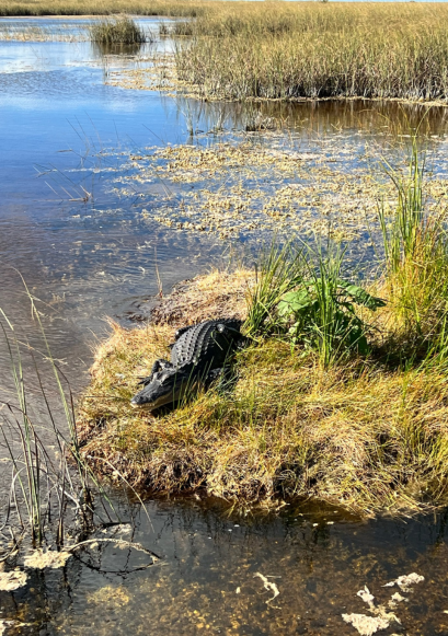 Alligator airboat tour