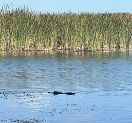 alligator floating in Everglades