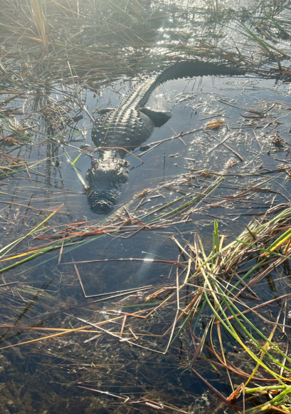 Alligator Airboat Tours