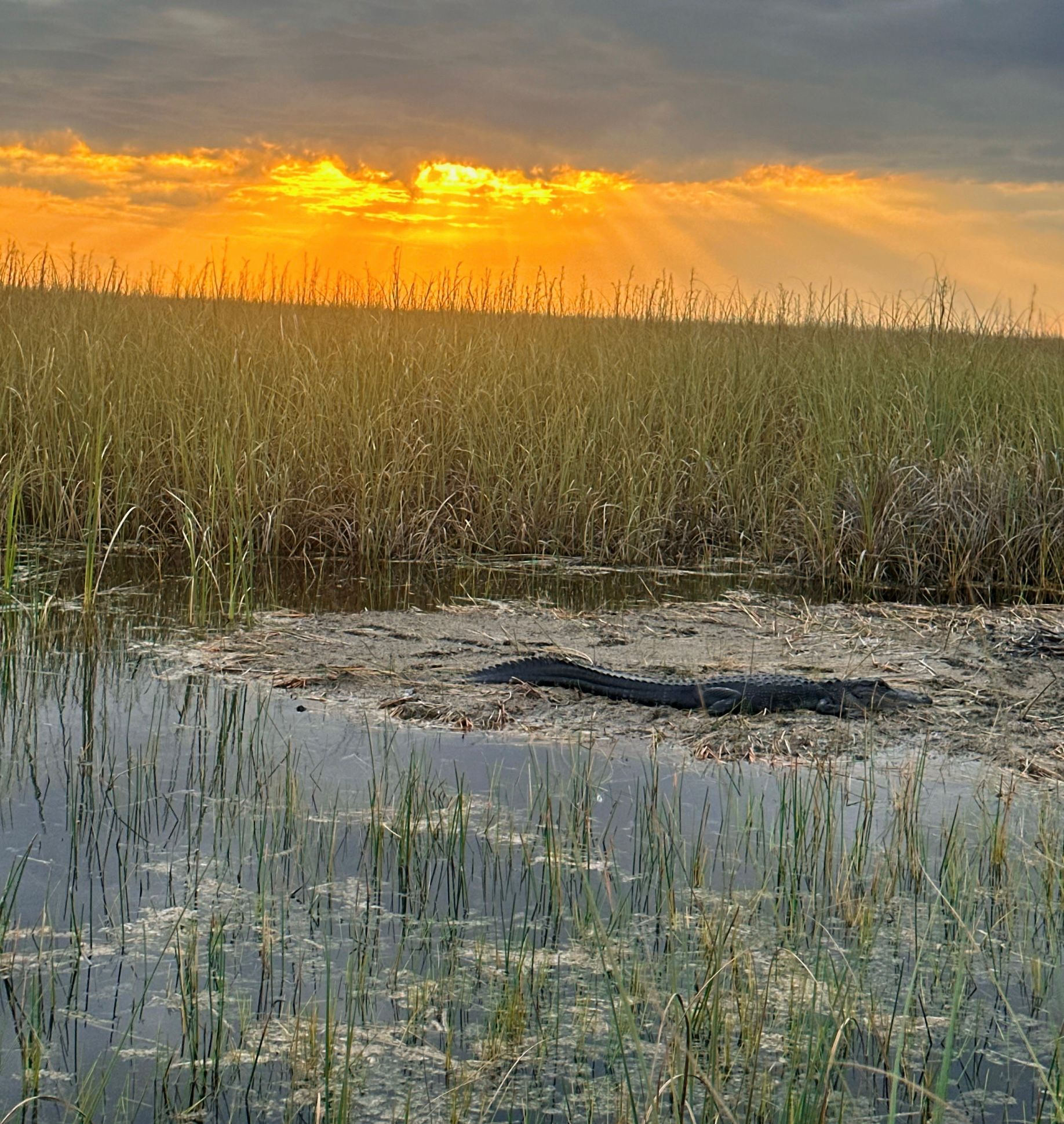 Everglades Alligator Airboat Tours at Sunset