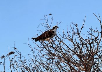 osprey in tree