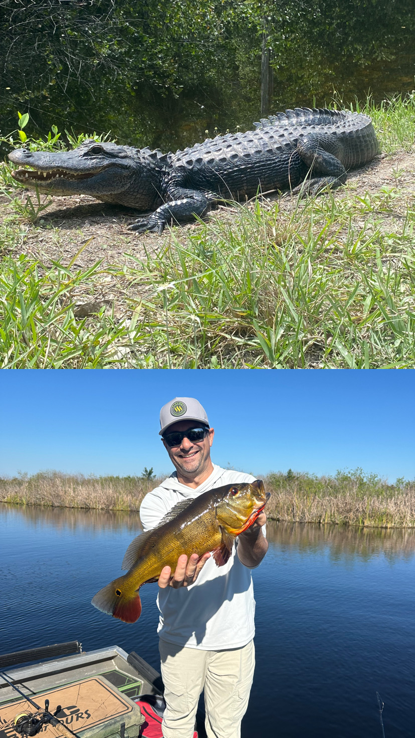 Airboat sightseeing tour
