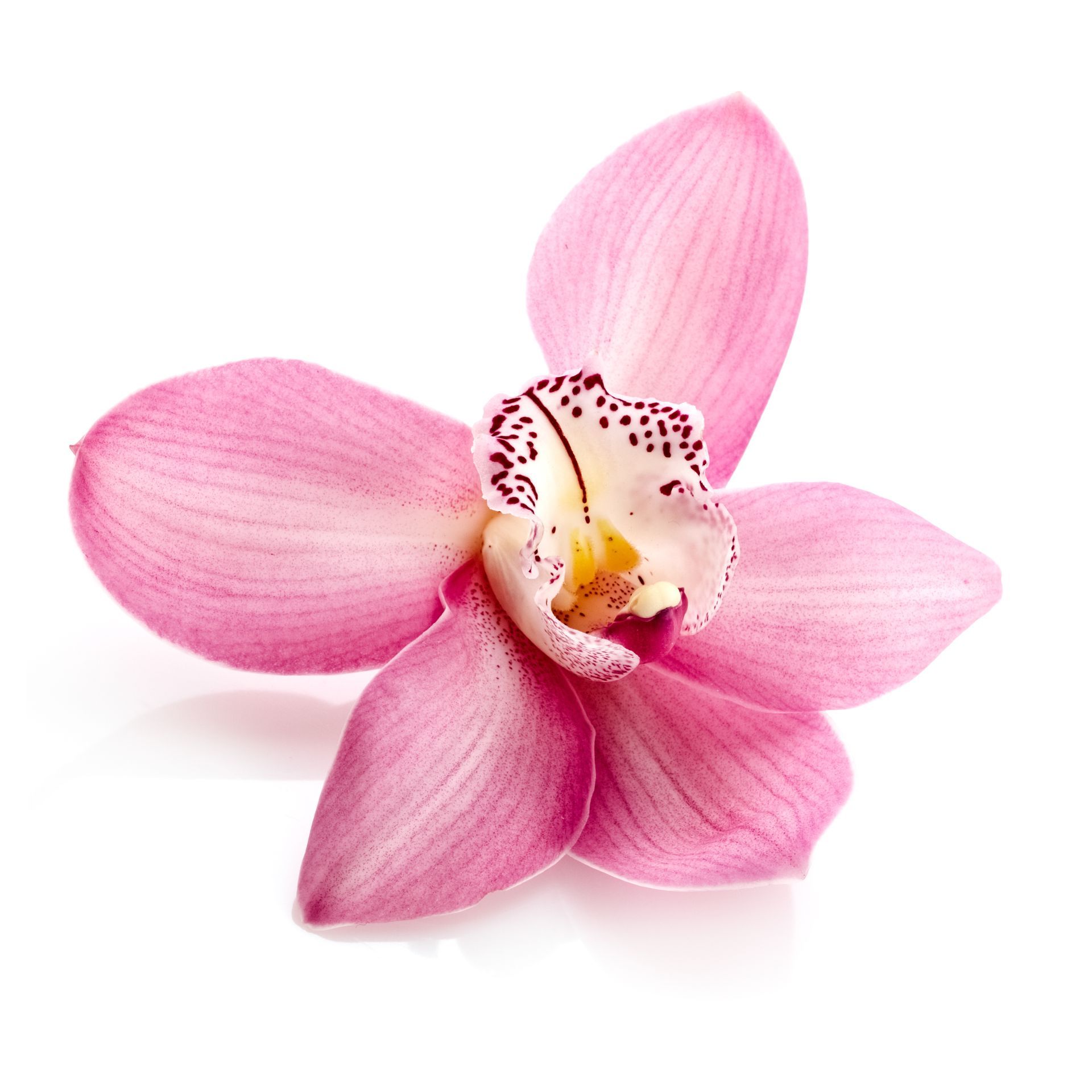 eine Nahaufnahme einer rosa Blume auf weißem Hintergrund