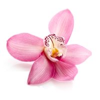 eine Nahaufnahme einer rosa Blume auf weißem Hintergrund