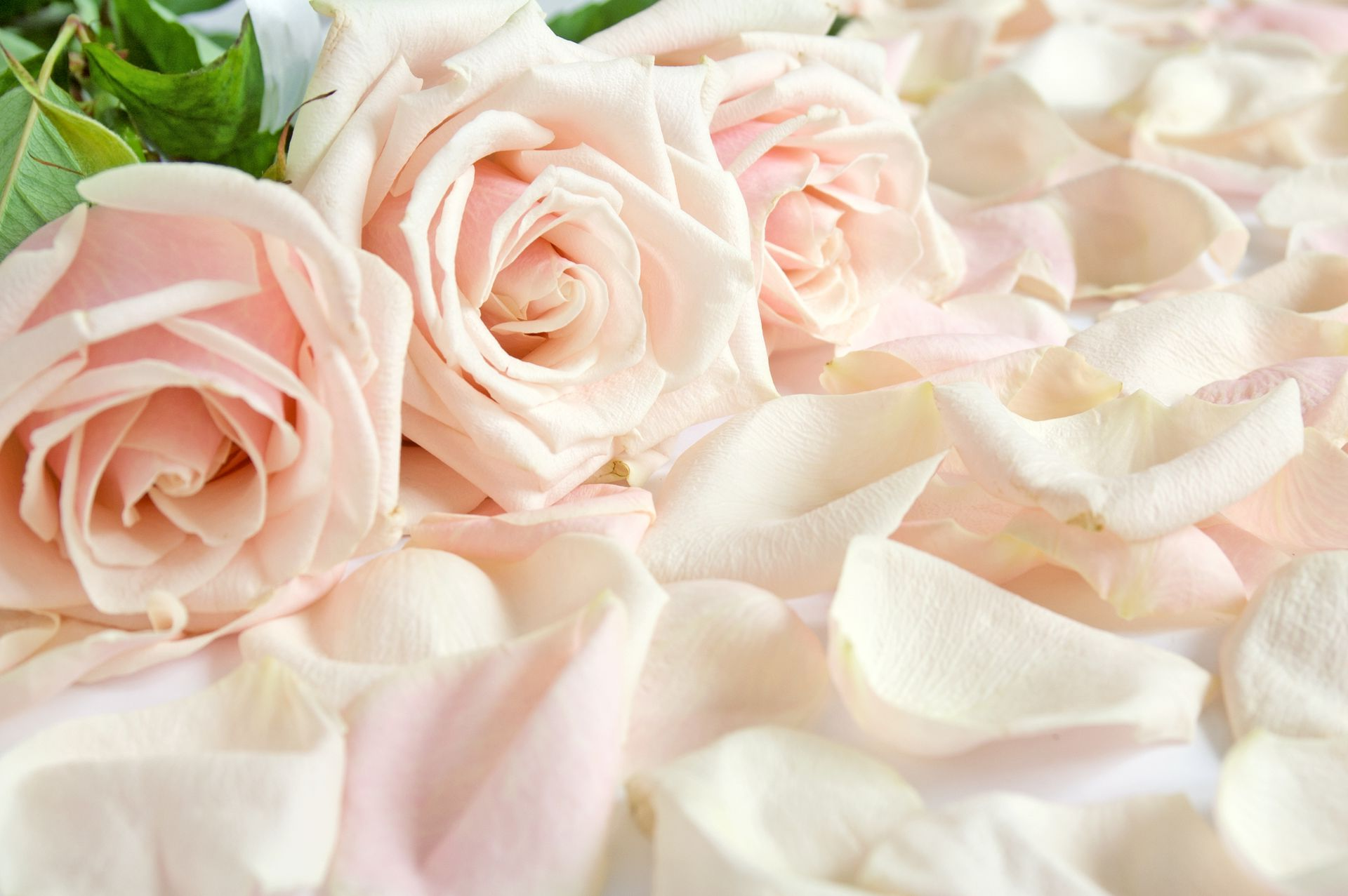 Pale pink roses nestled among soft white petals in a romantic floral arrangement