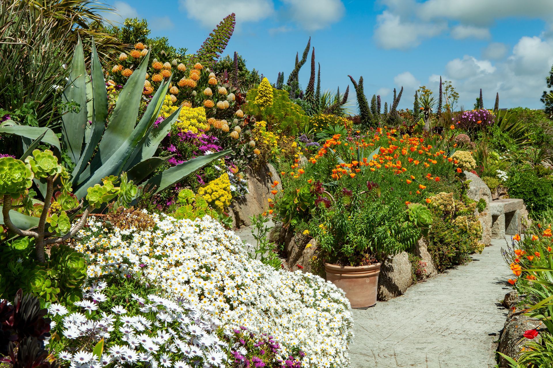 Butterfly garden with colorful flowers and cactus