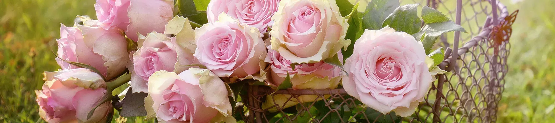 Pink roses arranged in a decorative basket with green leaves and a pale background