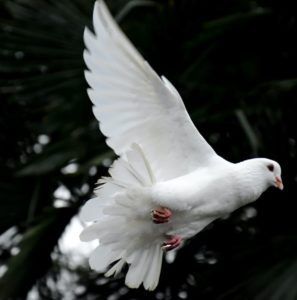 White dove flying against a dark leafy background