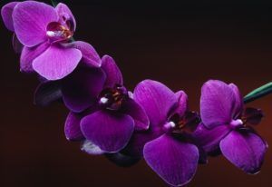 Purple orchid blossoms on a dark background
