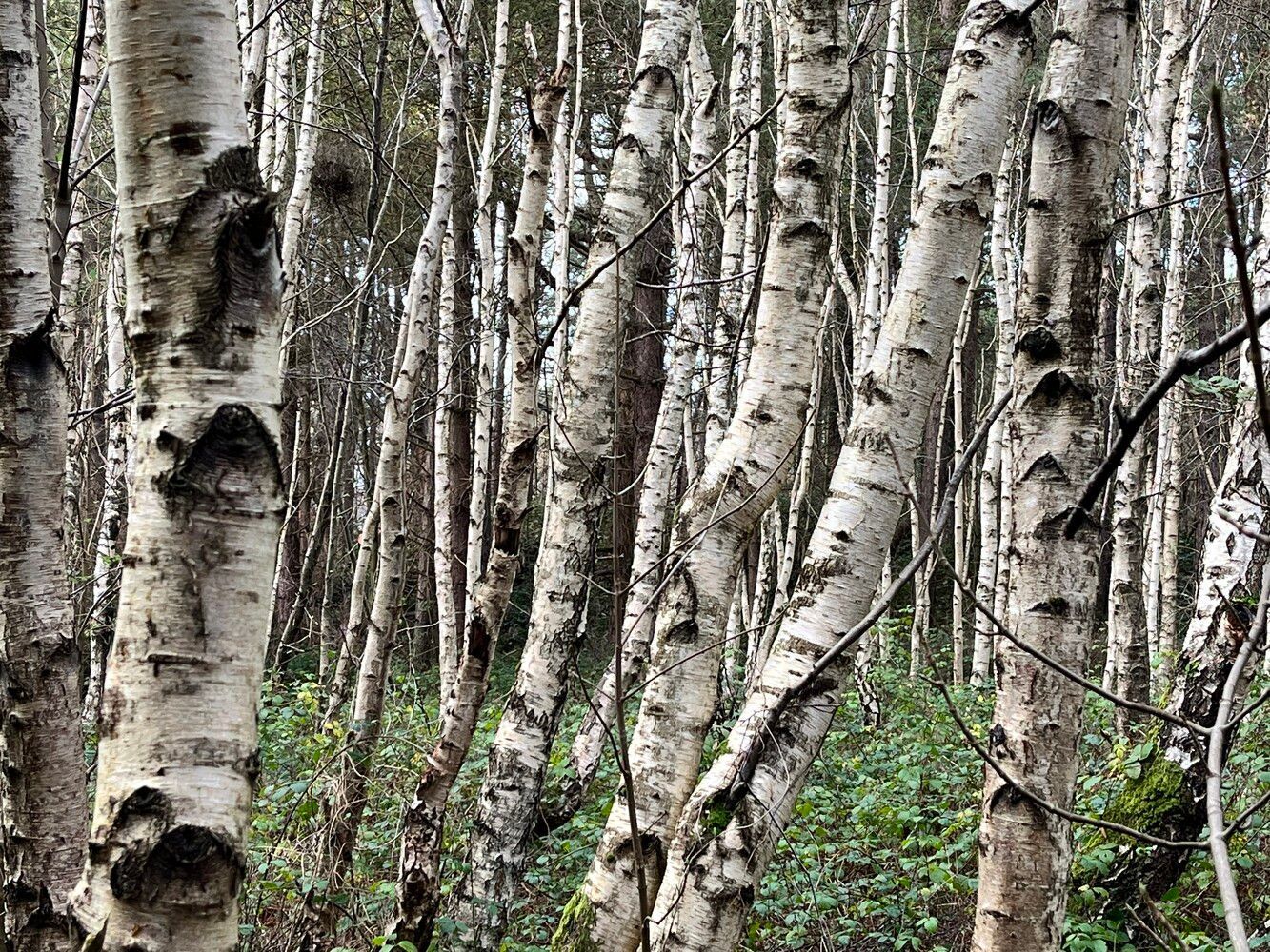 Taking a walk in nature can sooth and support wellbeing